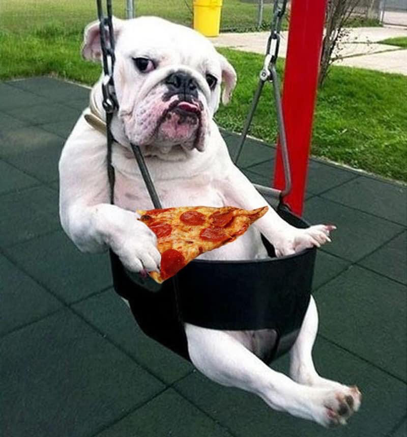 homemade pizza school best pizza memes dog with pizza slice chilling