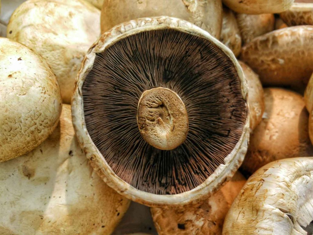 underside of a mushroom