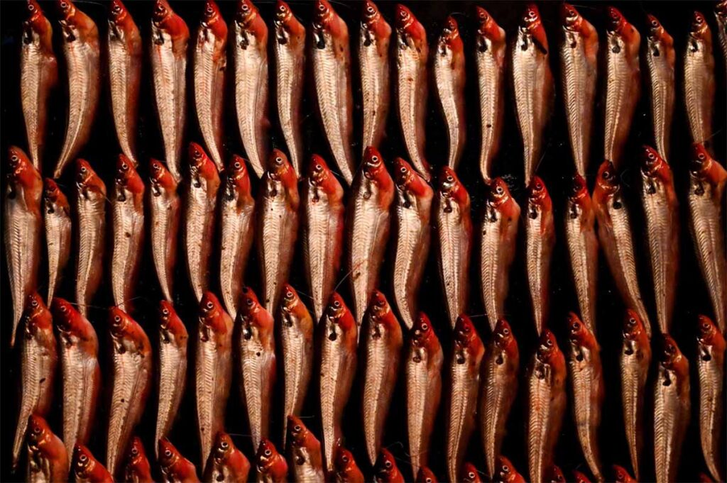 rows of fresh anchovies