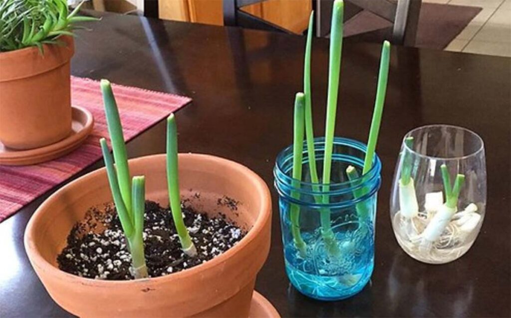 grow your own indoor herb garden